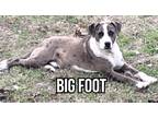 Adopt Bigfoot a Brown/Chocolate - with White Catahoula Leopard Dog / Mixed Breed
