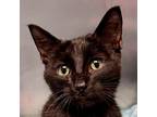 Adopt Slim Jim a All Black Domestic Shorthair / Mixed cat in South Haven