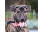 Adopt Bonnie a Brindle Mountain Cur / Labrador Retriever / Mixed dog in San