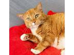 Adopt Lilly a Orange or Red Domestic Shorthair / Mixed cat in SHERIDAN