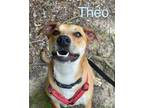 Adopt THEODORE a Tan/Yellow/Fawn - with White Labrador Retriever / Mixed dog in