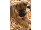 Adopt Stillwater a Brown/Chocolate - with Black German Shepherd Dog / Mixed dog