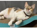 Adopt Kai a Orange or Red (Mostly) Calico cat in Panama City Beach