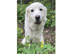 Adopt Ayla a White Great Pyrenees / Mixed dog in Pittsburgh, PA (34793891)