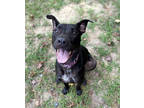 Adopt Joy a Black Mixed Breed (Large) / Mixed dog in Covington, LA (31246238)