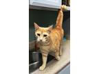 Adopt Daisy Dee W a Orange or Red Tabby Domestic Shorthair (short coat) cat in