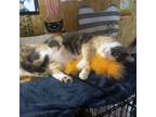 Adopt Cricket W a Calico or Dilute Calico Calico (short coat) cat in Somerset