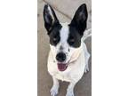 Adopt Spot a White Australian Cattle Dog / Mixed dog in Rio Rancho