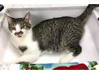 Adopt Jarrod a Domestic Shorthair cat in Arlington, TX (37691839)