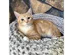 Adopt Tony Dinozzo a Tan or Fawn Tabby Domestic Shorthair / Mixed cat in