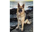 Adopt Jack a Black - with Tan, Yellow or Fawn German Shepherd Dog / Mixed dog in