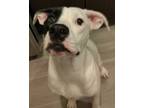 Adopt Lola a White - with Black Retriever (Unknown Type) / Border Collie / Mixed