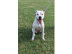 Adopt BIRDY a White American Pit Bull Terrier / Mixed dog in Cleburne