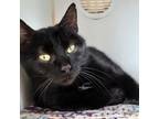 Adopt Kitty a All Black Domestic Shorthair / Domestic Shorthair / Mixed cat in