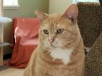 Adopt Humphrey a Cream or Ivory Domestic Shorthair (short coat) cat in
