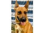 Adopt Remi a Terrier (Unknown Type, Small) / German Shepherd Dog / Mixed dog in