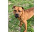 Adopt River a Boxer / American Pit Bull Terrier / Mixed dog in New Bern