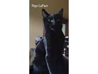 Adopt Pepe LaPurr a Domestic Shorthair / Mixed (short coat) cat in Hoover