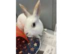 Adopt Pearl - Kitchener a White American / Other/Unknown / Mixed rabbit in