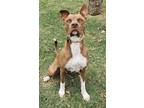 Adopt Memphis a Red/Golden/Orange/Chestnut American Pit Bull Terrier / Mixed dog