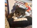 Adopt Jasper a Domestic Shorthair / Mixed (short coat) cat in Portland