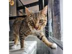 Adopt dahlia a Spotted Tabby/Leopard Spotted Domestic Shorthair / Mixed cat in