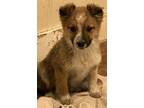 Adopt Cher a Lancashire Heeler / Cattle Dog dog in Junction, UT (37676413)