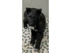 Adopt Blade a Black - with White Airedale Terrier / Cattle Dog dog in Junction