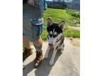 Adopt ELLIOT a Husky / Mixed dog in Calimesa, CA (37676362)