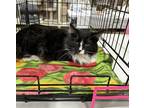 Adopt Hogan’s : Black Beauty Sammi a Black & White or Tuxedo Domestic Longhair