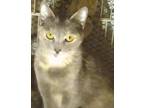 Adopt SWEET PEA a Domestic Shorthair (short coat) cat in Calimesa, CA (37676357)