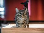 Adopt Tiger_Naimo a Brown Tabby Domestic Shorthair (short coat) cat in Dallas