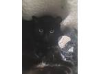 Adopt Baby Girl a All Black Domestic Shorthair (short coat) cat in Fort Walton