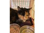 Adopt 20-2632 a Domestic Shorthair / Mixed (short coat) cat in Darlington