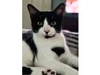 Adopt Symon a Domestic Shorthair / Mixed (short coat) cat in Brainardsville