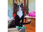 Reece-C KW23 in RI Domestic Shorthair Kitten Male