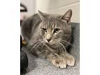 Jingle Bell Domestic Shorthair Young Male