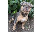 Tuff Question FLUFFY FRENCHIE - HOUSE TRAINED French Bulldog Puppy Male