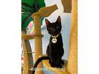 Trotter Domestic Shorthair Kitten Male