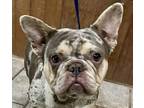 Dogue Camille LILAC MERLE French Bulldog Young Female