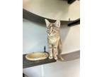 Dotti Domestic Shorthair Adult Female