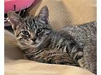 Scotty Domestic Shorthair Kitten Male