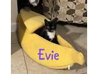 Evie Domestic Shorthair Kitten Female