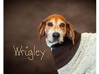 Wrigley Hound (Unknown Type) Senior Male