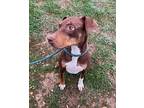 ALMOND Doberman Pinscher Adult Female