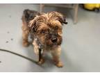 Debo NY OS in RI Yorkie, Yorkshire Terrier Senior Male