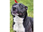 Bubbles American Pit Bull Terrier Young Female