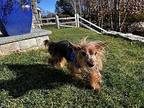 Meadows DH D2023 in RI Yorkie, Yorkshire Terrier Senior Male