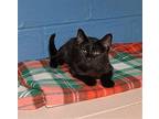 Pollyanna Domestic Shorthair Kitten Female