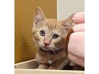 Darby Domestic Shorthair Young Male